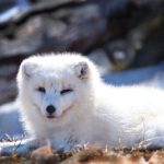 yandex登录进入:轻松访问你的账户,享受便捷服务的全攻略 kaznyk