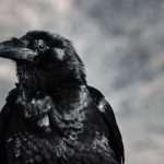 九尾狐不能随便请:揭示背后的神秘传说与禁忌 khpr0tl1ou